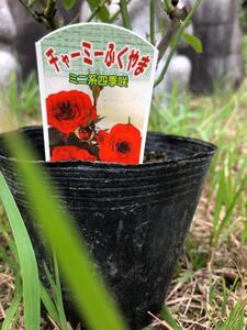 薔薇（ミニバラ苗木）：ふくやまシリーズ 3種混合・3ポット