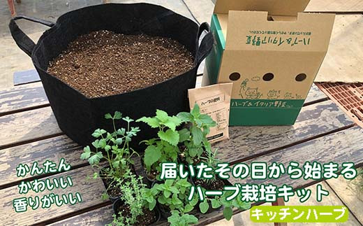 
ティーハーブ ハーブ フレッシュハーブ 栽培キット お茶 紅茶 ハーブ 家庭菜園
