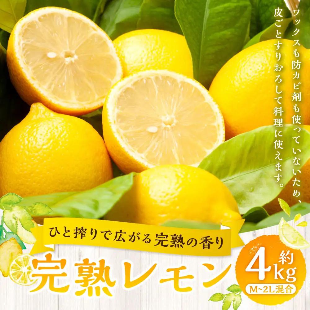 【 ひと搾りで広がる完熟の香り 】 完熟レモン 約4kg レモン れもん 檸檬 柑橘類 柑橘系 柑橘 くだもの 果物 フルーツ 果実 果汁 果肉 国産 愛媛県産 完熟 【 2027年1月上旬～4月下旬発送予定 】 ( 1043 )