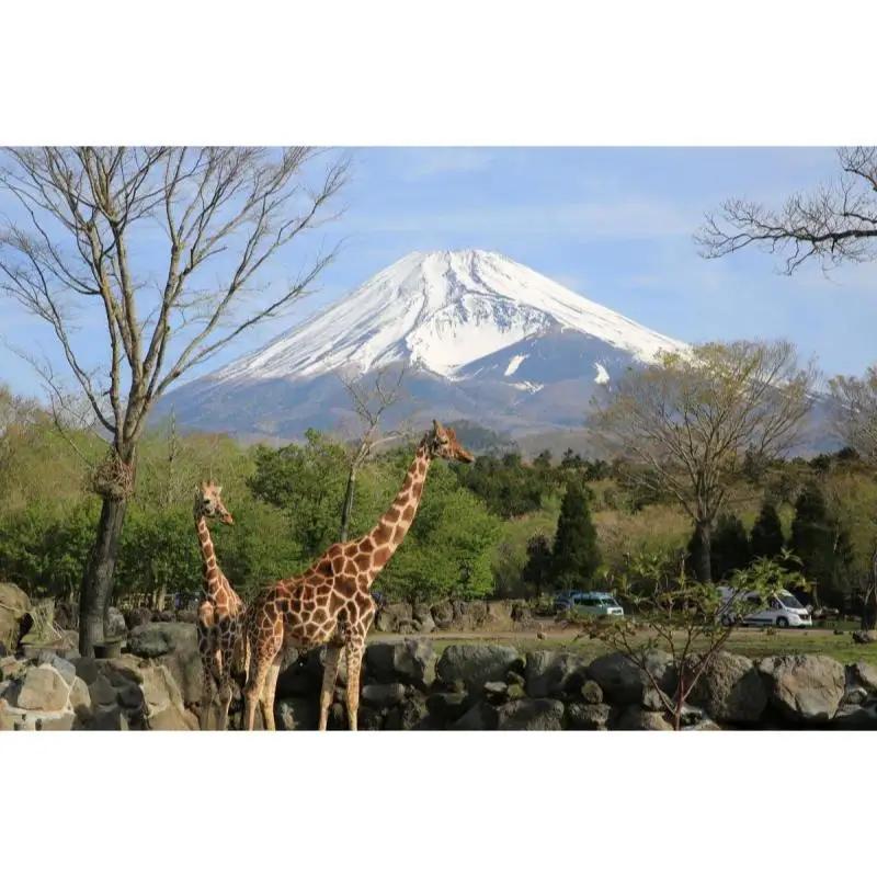 動物園 静岡 富士サファリパーク 大人 2枚 入場券 ペア ペアチケット サファリパーク 動物 子供 家族 お出かけ チケット 券 ギフト券 体験チケット ギフト プレゼント 贈答 贈答品 贈り物 旅