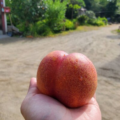 【お盆に喜ばれる贈り物】マンゴーネクタリンやみつきリピーター続出中2025年8月中旬より発送【配送不可地域：離島・北海道・沖縄県・中国・四国・九州】