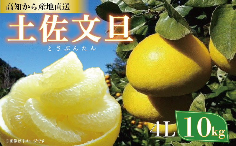 土佐文旦 10kg 4Lサイズ（ご 家庭用 ） 植田農園 ［1536］