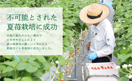 【2026年 先行予約】【湧水のミネラルたっぷり！山梨の夏秋いちご】ご家庭用 200ｇ× 4パック