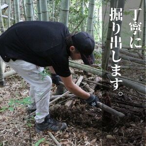 国産 たけのこ 水煮 900g 朝採れを即加工 タケノコ 竹の子 筍 小分け 長期保存 真空パック たけのこご飯 煮物に こだわりの逸品 地域特産品 ギフト 自分用 人気 おすすめ