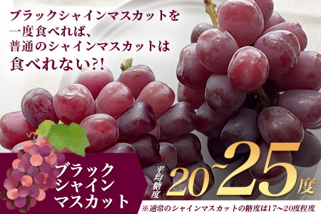 ブラックシャインマスカット 富士の輝き 1房 約700g 【先行予約】【2026年8月下旬～9月下旬発送予定】希少 高糖度 ブラック シャインマスカット マスカット フルーツ 果物 ぶどう 新鮮 生産