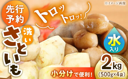 【9月下旬より順次発送】大洲産洗い里芋（水入り）500g×4袋 愛媛県大洲市/沢井青果有限会社 [AGBN033]野菜 里芋 さといも 