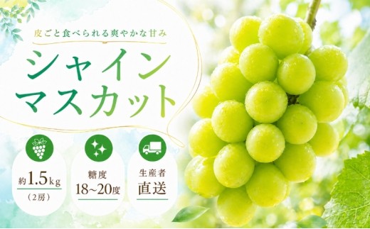 数量限定 モリヒロ園芸が育てたシャインマスカット 約1.5kg（2房） フルーツ ぶどう