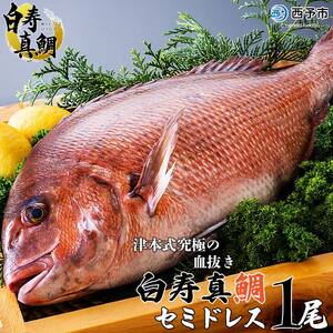 ＜津本式究極の血抜き 白寿真鯛 セミドレス 1尾（約1.5kg）＞ 鯛 タイ たい マダイ まだい 活〆 尾頭付き 養殖 特産品 魚 お祝い 内祝い ギフト 贈答 贈り物 赤坂水産 赤坂竜太郎 愛媛県 西予市【冷蔵】『1か月以内に順次出荷』MAS0001