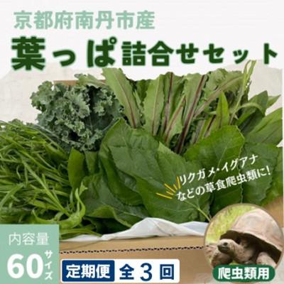 ふるさと納税 南丹市 【毎月定期便】爬虫類用 季節の葉っぱ詰め合わせ 60サイズ全3回
