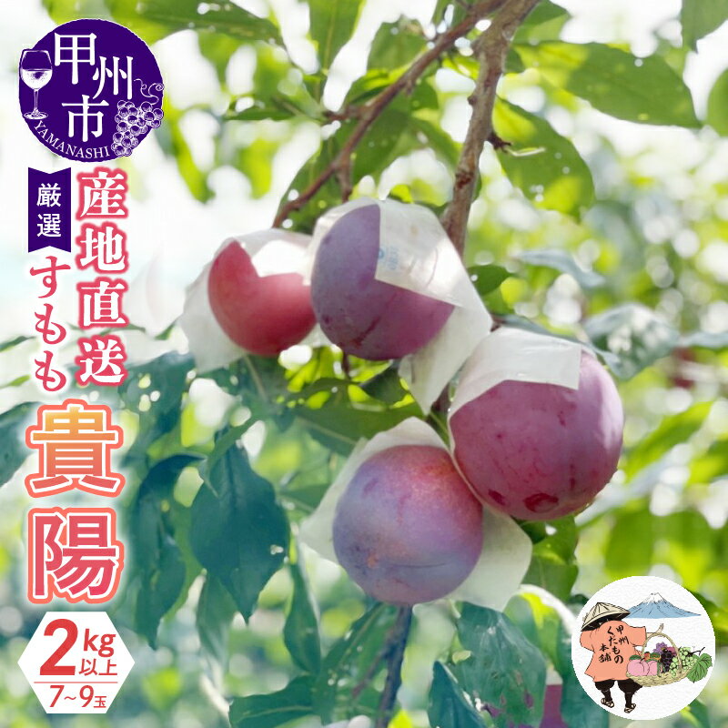 【ふるさと納税】 すもも 果物 貴陽 プラム 産地直送 2kg以上 7～9玉 厳選 産地直送 フルーツ くだもの 甘味 ジューシー 甲州くだもの本舗 期間限定 数量限定 2025年発送 6月 7月 8月 山梨県 甲州市 発送 （KKH） 【B15-425】