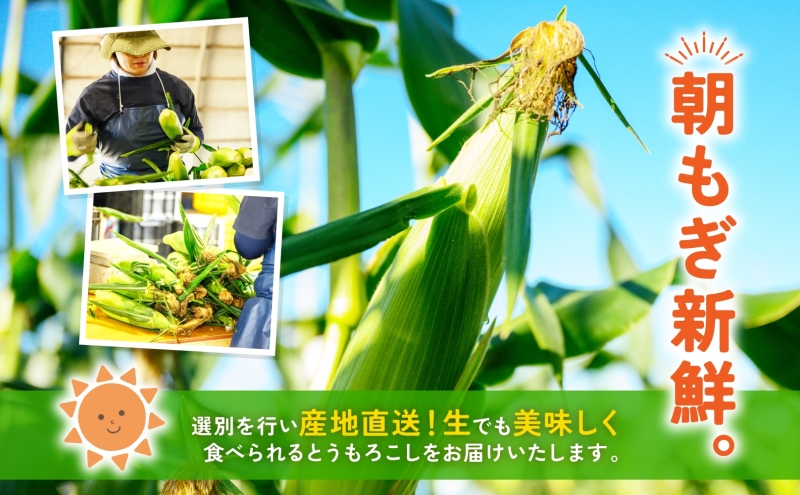北海道産 青野農園 めぐみ ゴールド 2Lサイズ 約10kg 先行受付 8月下旬頃お届け スイートコーン 北海道 とうもろこし トウモロコシ コーン 恵味 旬 朝採れ 新鮮 野菜 農作物 産地直送 甘