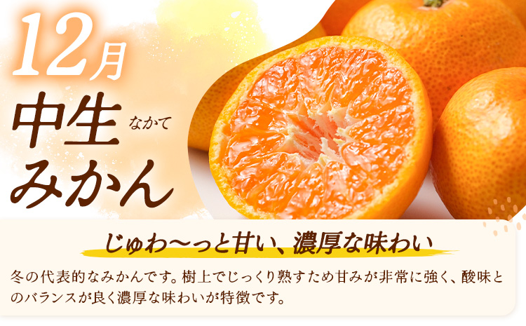 【3ヶ月定期便】みかん 定期便 秀品 温州みかん リッチ 計15kg 日本フルーツ株式会社《10月上旬-12月末頃出荷》熊本県 長洲町 ミカン 蜜柑 柑橘類 極早生 早生 中生 果物 フルーツ