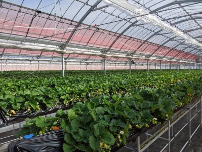 いちご好きのためのいちご 奈良県ブランドいちご 「古都華（ことか）」2026年2月発送 / いちごいちごいちごいちごいちごいちごいちごいちごいちごいちごいちごいちごいちごいちごいちごいちごいちごいちご