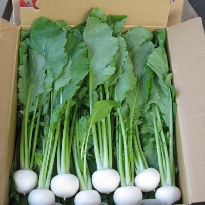 ふるさと納税 野辺地町 生で食べられる!皮まで丸ごと美味しい!野辺地葉つきこかぶ(5kg入) |  | 01