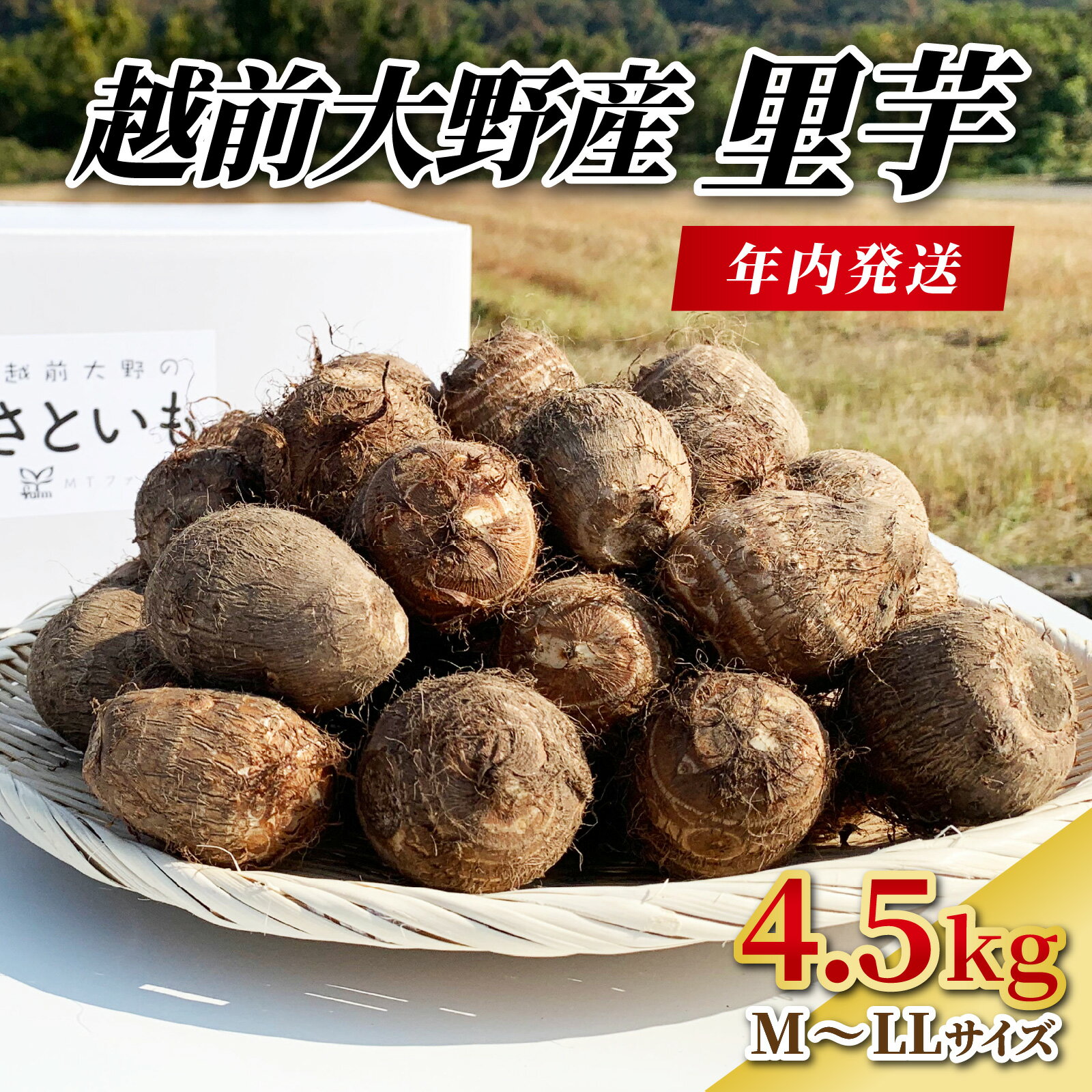 【ふるさと納税】【先行予約】【12月20日までのご寄付で年内お届け】越前大野産 里芋 4.5kg 農家直送 さといも [A-008001]