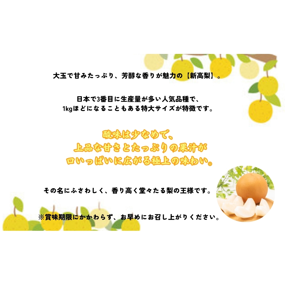 【予約受付中】【9月下旬～10月上旬より順次発送】【濱田農園】 新高梨 約5kg 【数量限定】フ