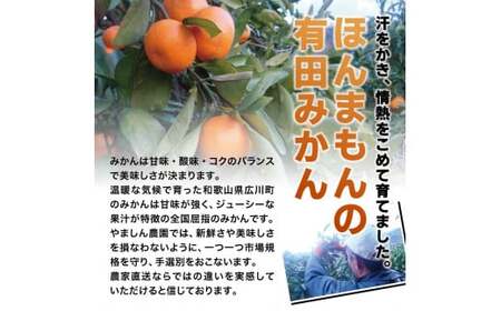 ちっちゃな 有田みかん こつぶみかん 家庭用 5kg （3S～2Sサイズ混合） 光センサー選別 ※2026年11月中旬～2027年年1月中旬に順次発送予定 ※北海道・沖縄・離島への配送不可 / 温州み