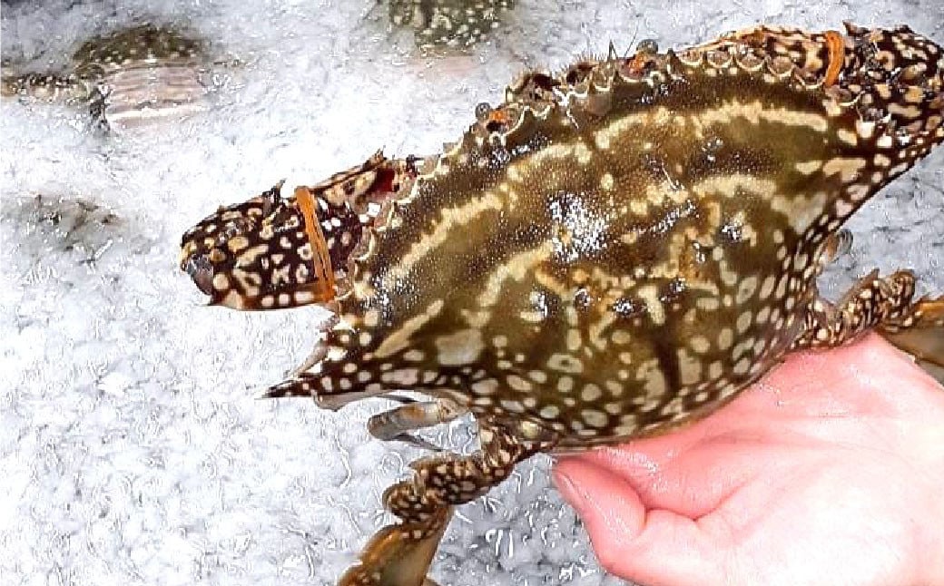 天草産 天然ワタリガニ オスのみ 1.2kg 3～6杯