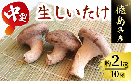 中型生 しいたけ 約2kg 菌床【 しいたけ 】