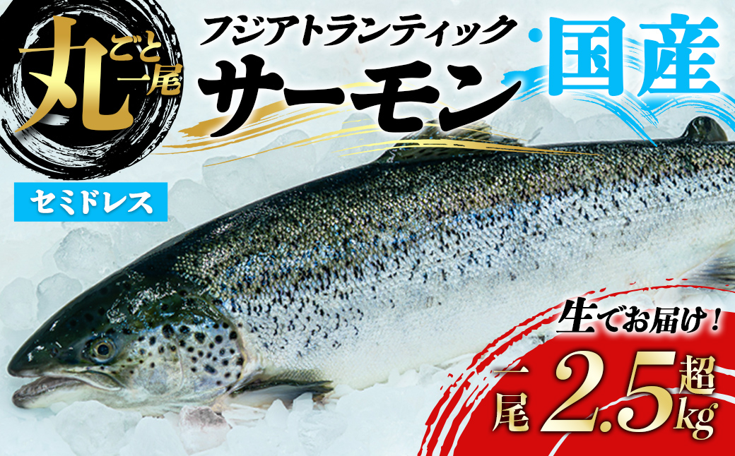 静岡県小山町産 国産 フジ アトランティック サーモン 【 生 】１尾 丸ごと セミドレス (2.5～3.0kg未満) ｜ 国産 サーモン アトランティックサーモン 生 セミドレス 丸ごと 刺身 魚 冷蔵 海鮮 カブト カマ ハラス ふるさと納税限定 ふる納限定 限定