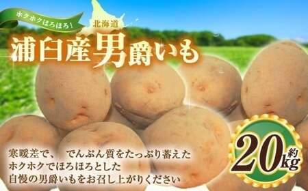 男爵いも 約20kg  野菜 芋 いも じゃがいも ジャガイモ ポテト 男爵 北海道 浦臼町  【2026年9月上旬～2026年9月下旬発送予定】