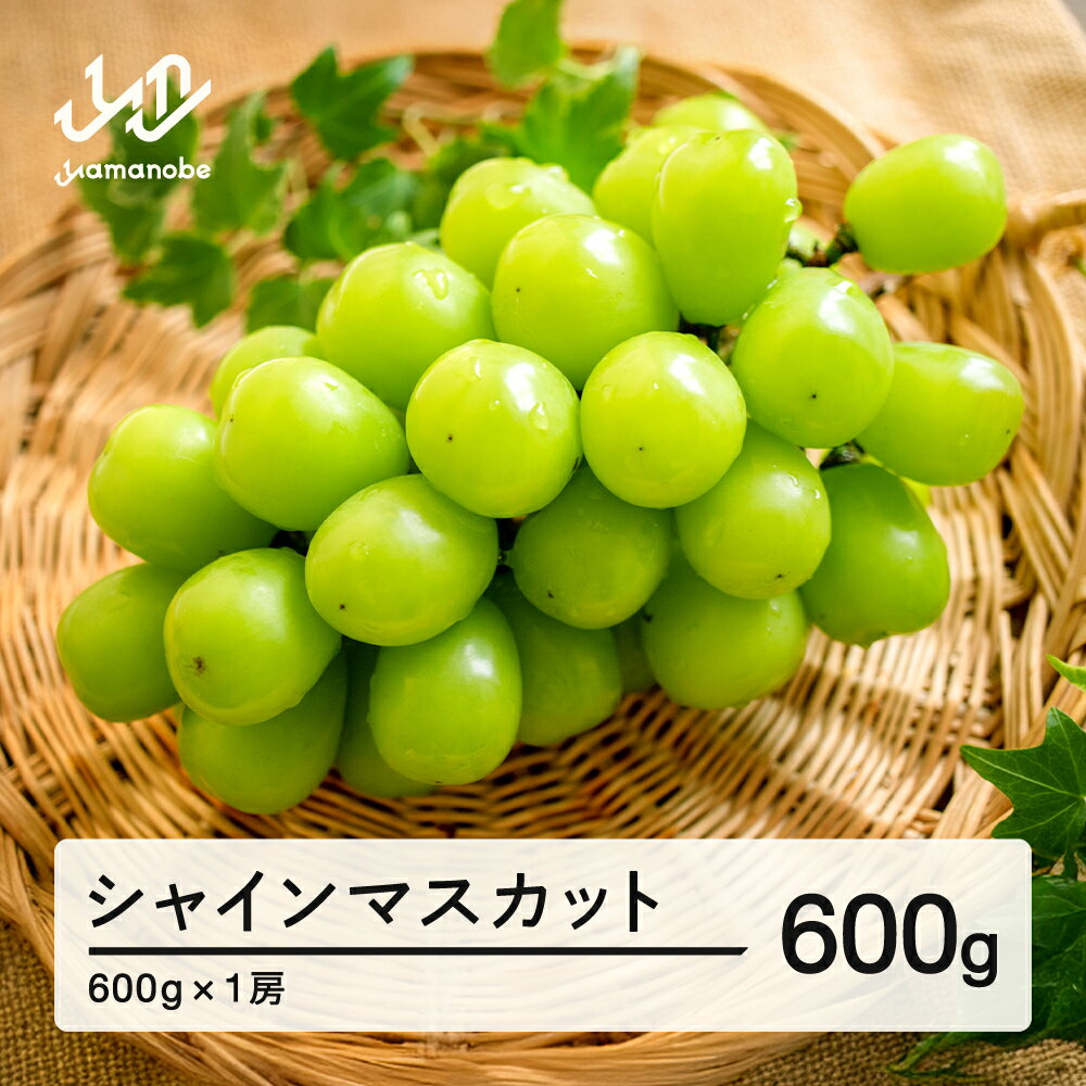 【ふるさと納税】ぶどう シャインマスカット 秀品 1房（約600g）令和7年産 2025年産 山形県産 果物 送料無料 ns-busmx600※沖縄・離島への配送不可