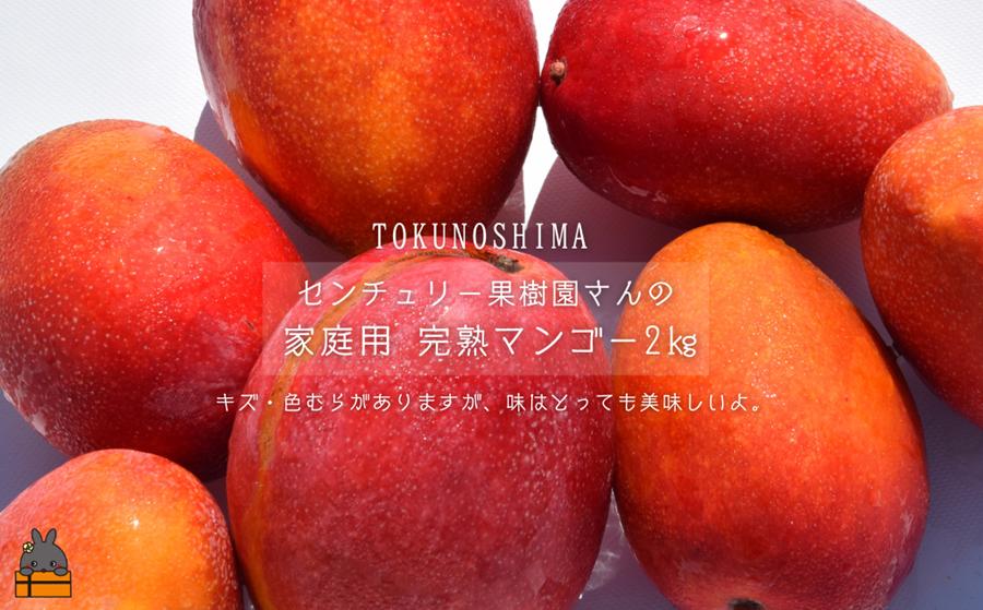 《今が旬！》【家庭用】徳之島センチュリー果樹園さんの完熟マンゴー2kg ( マンゴー フルーツ わけあり 訳あり 訳有 果物 完熟 無加温 徳之島 世界自然遺産 美味しい とろける 旬 贅沢 糖度 南