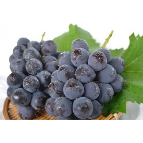 【先行予約】樹上完熟種無しピオーネ1.2kg（2～3房）（2026年9月下旬～発送） ぶどう ブドウ 葡萄 ふるさと納税 先行予約 ふるさと納税 フルーツ くだもの 果物