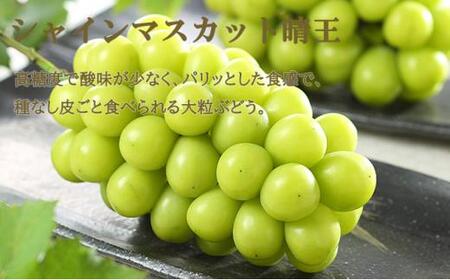 ぶどう 2024年 先行予約  ニュー ピオーネ 1房 約500g シャイン マスカット 晴王 1房 約500g（2Lサイズ）詰め合わせ 岡山県産 国産 フルーツ 果物 ギフト[No.5220-094