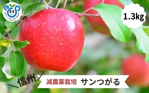 HF24-25A 【信州松川町産】 サンつがる 約1.3kg ／8月下旬～9月中旬ごろ発送開始予定 // 長野県 南信州  減農薬栽培 りんご サンつがる エコファーマー認証
