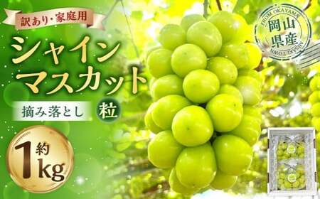 訳あり家庭用シャインマスカット摘み落とし1kg以上 マスカット ぶどう ブドウ 葡萄 グレープ フルーツ 果物 デザート おやつ 種なし 皮ごと 旬 岡山県 美咲町 【2026年9月上旬から10月上旬頃発送予定】