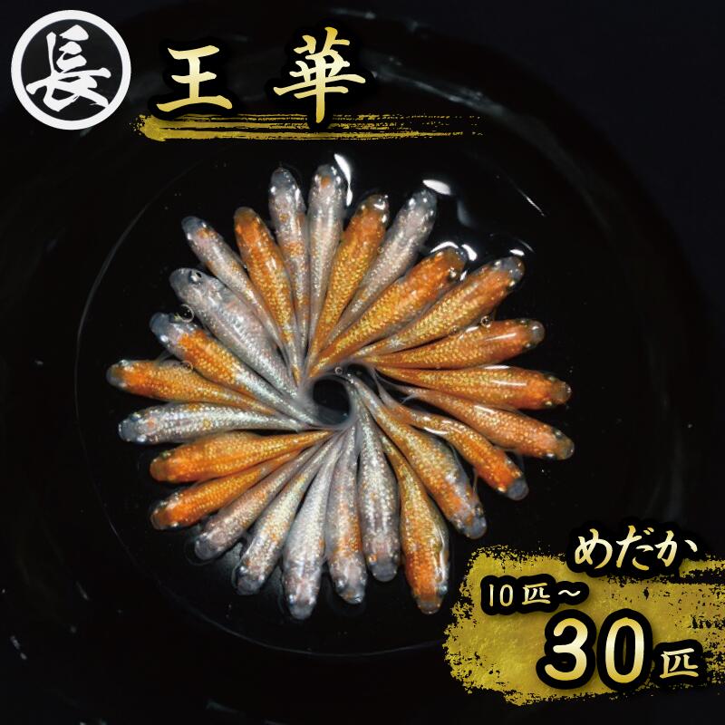 【ふるさと納税】 めだか 10匹 30匹 王華 オス メス ランダム 30匹 メダカ 観賞魚 ペット 水槽 鑑賞 飼育 熱帯魚 淡水魚 アクアリウム インテリア 生体 魚類 小型魚 めだか 生き物 ギフト プレゼント 贈り物 魚 魚類 返礼品 牧之原市 静岡県 丸長