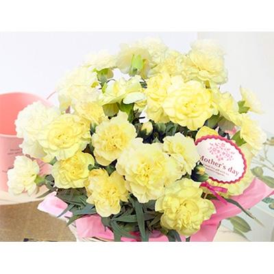 ふるさと納税 藤枝市 【母の日に!】カーネーション鉢植え黄色「ハニームーン」カゴ入り