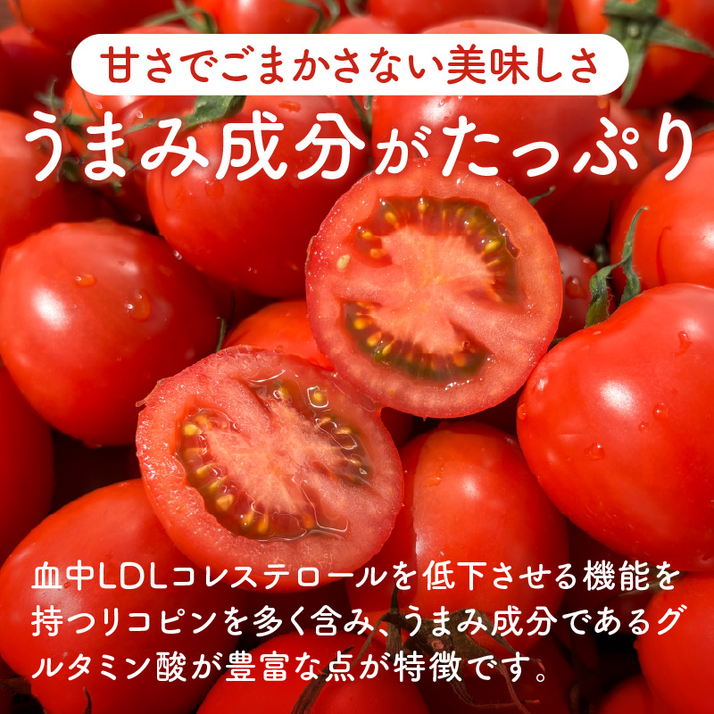 【限定出荷】"たまとま"＋カラーミニトマト(約4kg)[定期便2回]《 野菜 トマト ミニトマト カラートマト 定期 定期便 2回 送料無料 おすすめ 美味しい セット とまと ふるさと納税 》【24