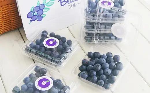 ラビットアイ系 ブルーベリー 約100g × 6パック 合計約600g くだもの 果物 フルーツ 果実 果汁 果肉 新鮮 国産 岡山県産 旬 ジャム プレゼント ギフト 贈り物 贈答品 贈答 【 20