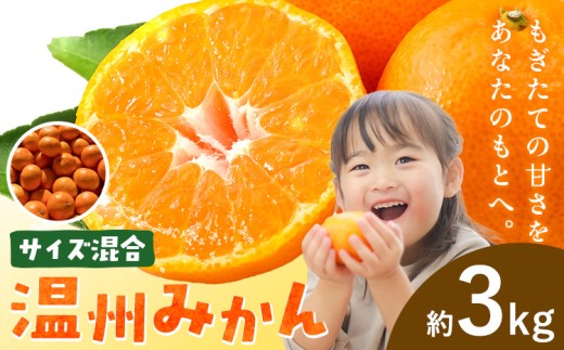 みかん 温州みかん 温州 サイズ混合 約3kg エイワ商店《12月中旬-1月末頃出荷》和歌山県 日高川町 送料無料 柑橘類 ミカン フルーツ 果物 柑橘 お取り寄せフルーツ