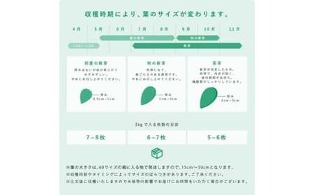【期間限定】食べるサボテン 太陽の葉 フレッシュリーフ(新芽限定・お試し500g)