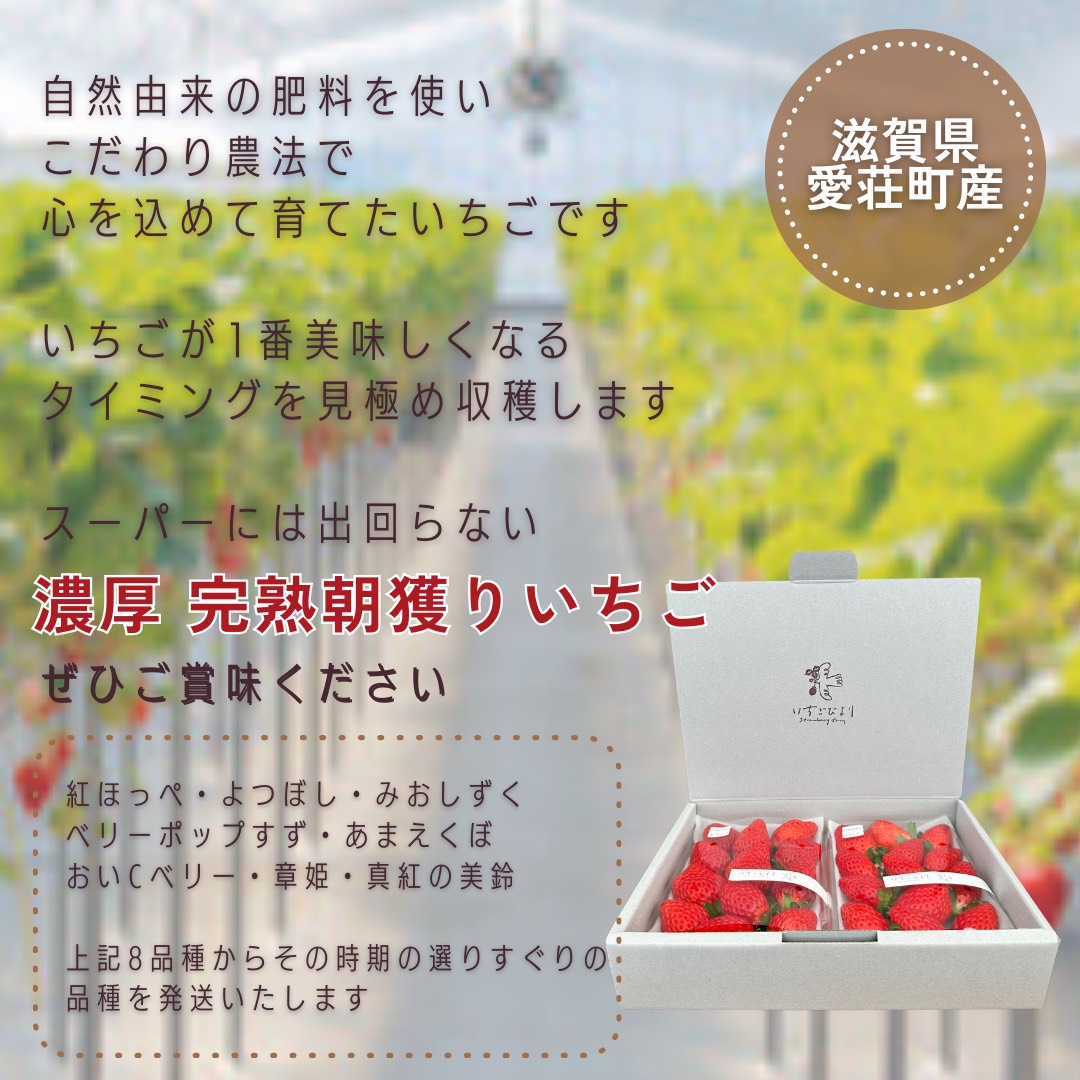 完熟いちご食べ比べセット品種おまかせ 滋賀県愛荘町産 2026年2月~2026年4月頃発送 BJ01