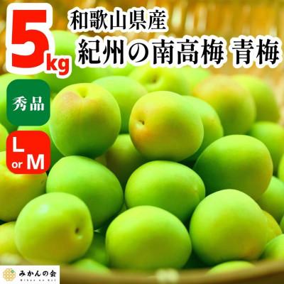 ふるさと納税 有田川町 青梅 南高梅 5kg 秀品  LまたはMサイズ 和歌山県産 A品 梅酒作り用 梅ジュース作り用