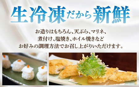 【先行予約】≪-60℃で急速冷凍≫若狭アオリイカ 刺身用2～3枚（合計180g）【2025年11月中旬以降順次発送予定】下処理済みだからシンクも汚れず大好評！ [m17-a073]