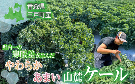 県内一の寒暖差が生んだ、やわらか甘い山麓ケール