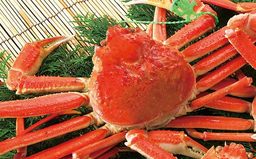 【先行予約】香住産 釜茹で松葉ガニ 1匹（約600～700g）冷蔵【令和8年11月下旬以降発送予定】かに 香美町 33-24