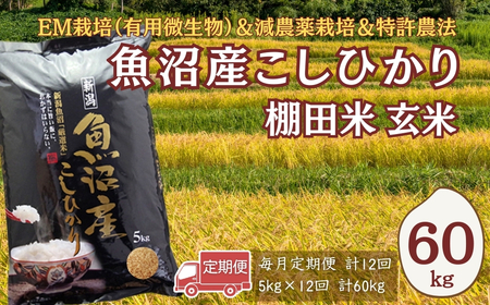 【令和7年 定期便】魚沼産コシヒカリ棚田米 玄米 60kg(5キロ×12回) 佐藤農場|おこめ 玄米 小千谷 新潟