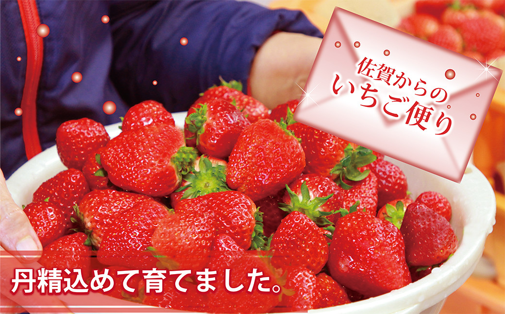 
佐賀県産いちご　2種4パック（いちごさん500ｇ・さがほのか500ｇ）【3月～4月発送】
