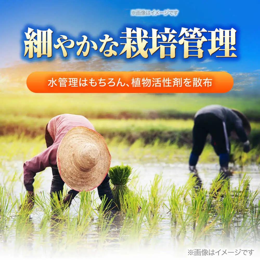 【令和8年産 新米】 【 先行予約 /9月中旬から発送】　福井県産 ラクト農法 コシヒカリ 玄米 10kg×2 （20kg）/ 米 お米 精米 国産米 /  小浜市 / 北川博司 [BFDG007]