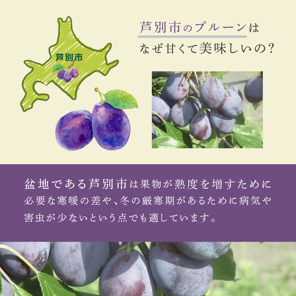 【先行受付】 プルーン ベイラー 1kg 北海道 芦別市 大橋さくらんぼ園