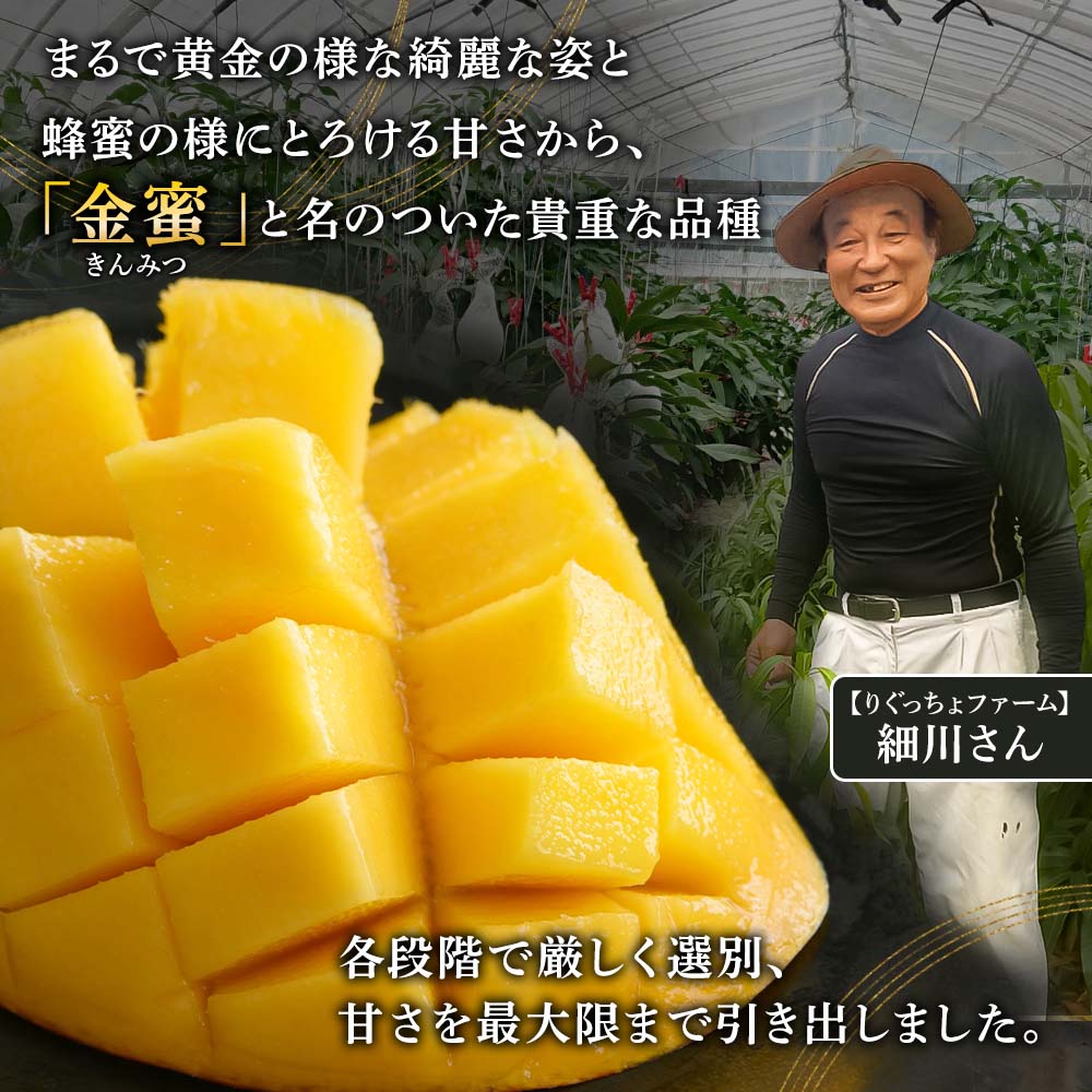 先行予約 レア品種 完熟金蜜マンゴー１kg（2個〜4個入り） 南国フルーツ 金蜜 きんみつ種 糖度20度以上 高糖度 果物 果汁 濃厚 ジューシー デザート ギフト プレゼント 送料無料【R00627