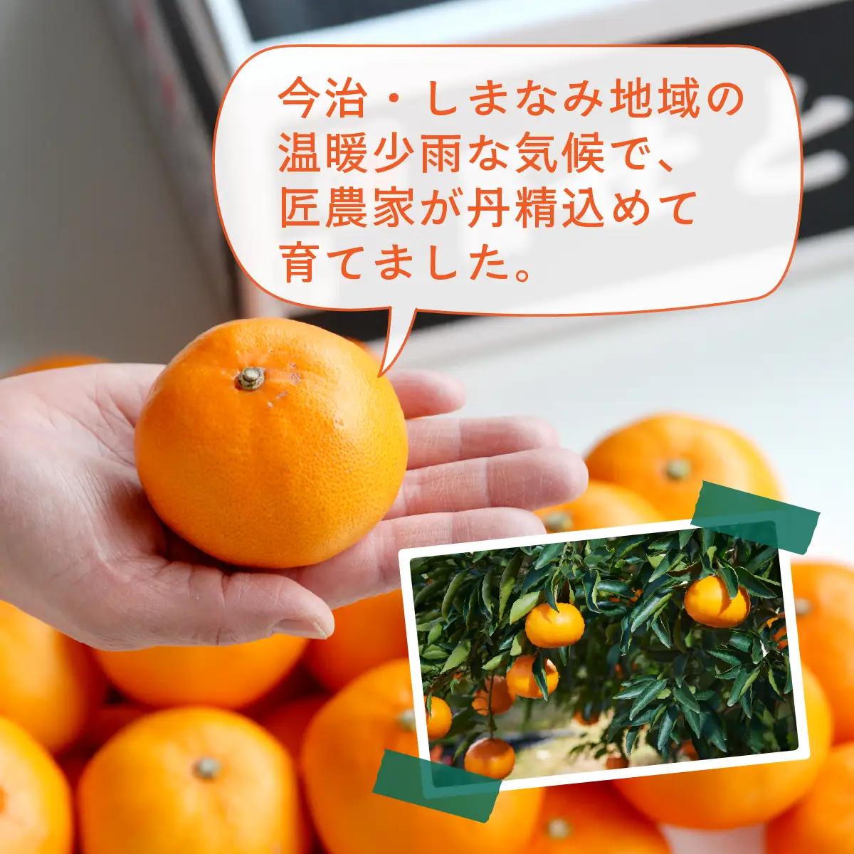 【先行受付】せとか 5kg レギュラー箱 みかん 柑橘