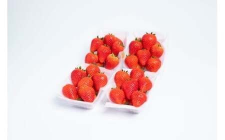 とちあいか4パック2箱 ※2026年1月上旬～4月下旬頃に順次発送予定 ※北海道・沖縄・離島への配送不可