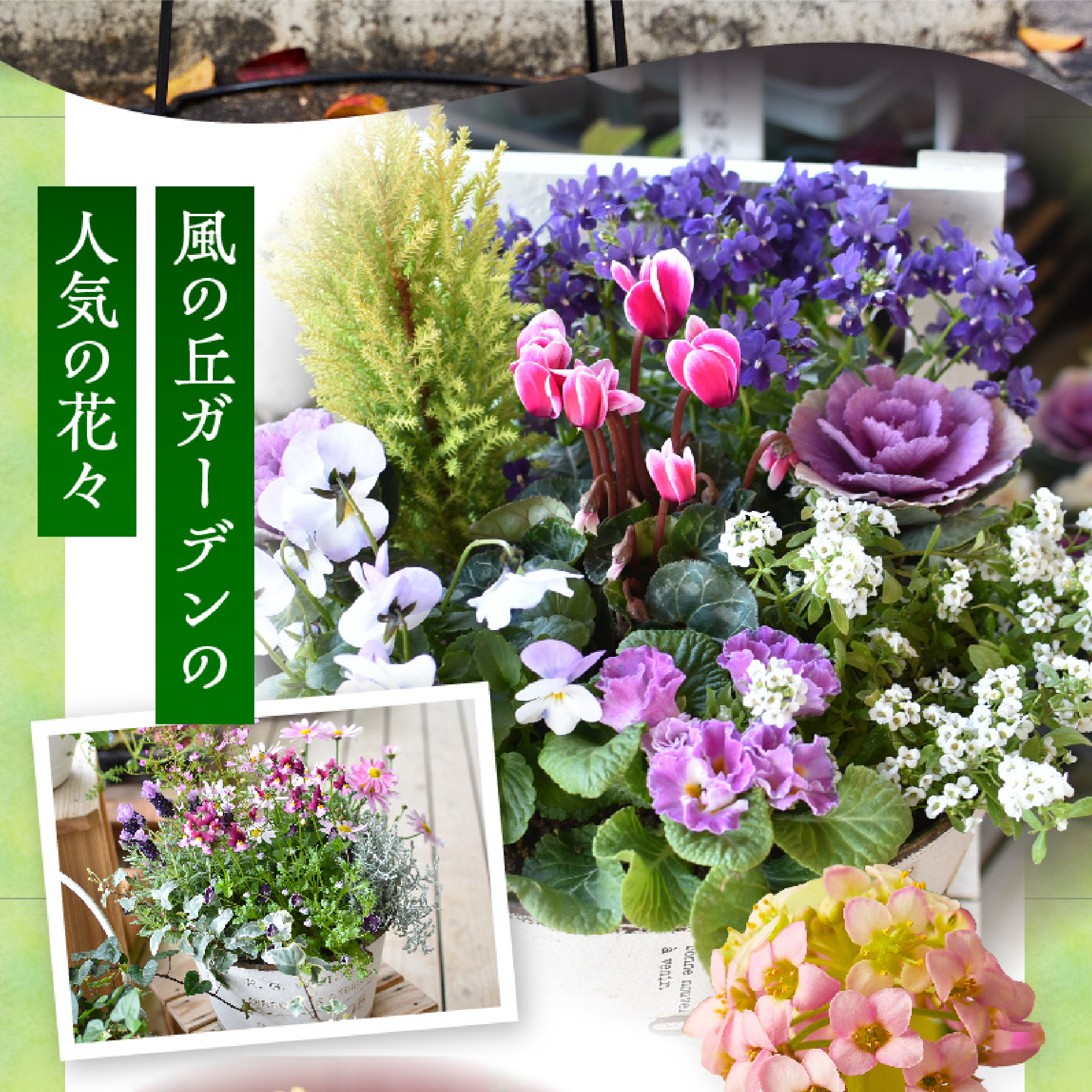 【お手軽ガーデニング】季節の寄せ植え<風の丘ガーデン>_イメージ3